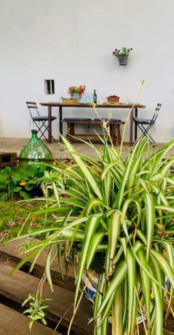 Casina Foggia Dell'Albero Apartment Putignano Luaran gambar